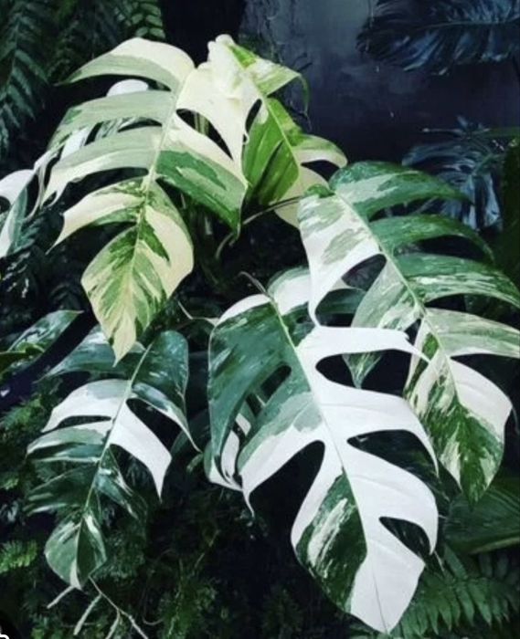 Эпипренум пинантум вайт