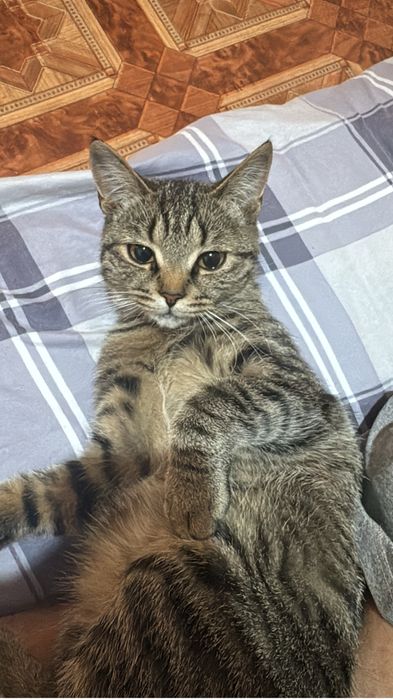 Кошка,8 месяцев приучина к лотку