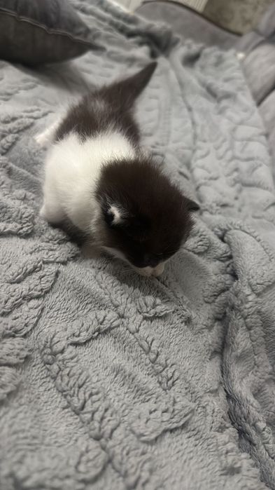 Котенок ищет хозяина