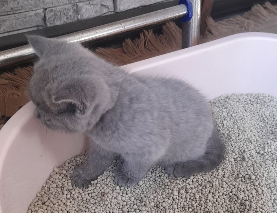 Ажойиб  мушукчалар