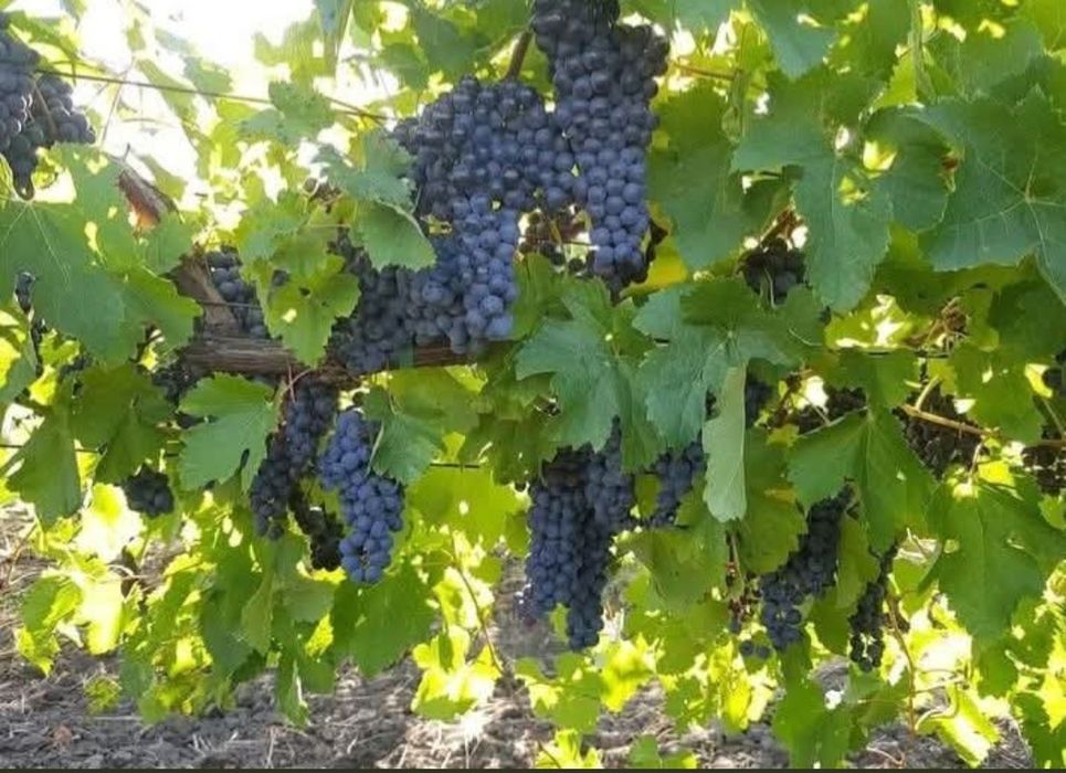 Struguri de vin.