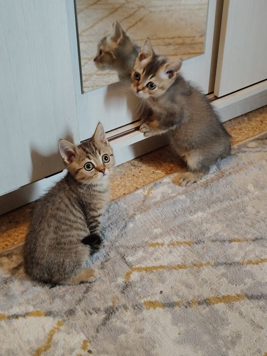 Котята от Шиншиллы Алматы