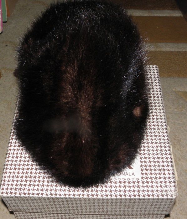 Caciula dama,blana naturala Intreprinderea de blanarie vidra Orastie