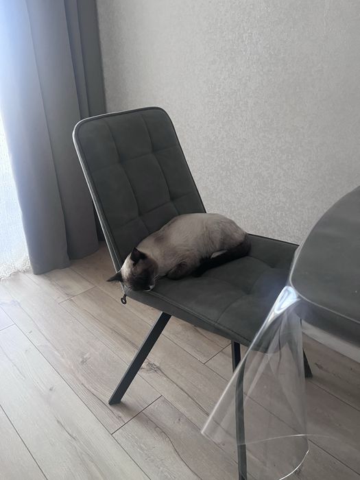 Отдам котенка в хорошие руки