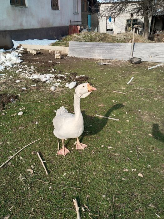 Гусь Халмагор помесь продается