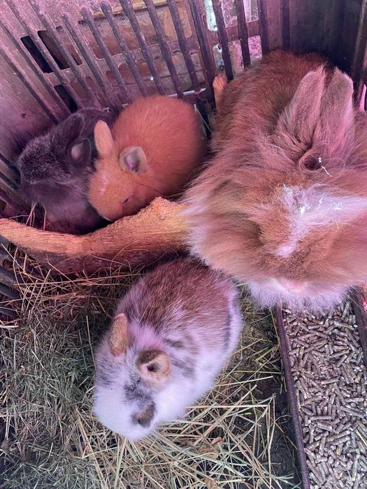 Декоративни зайчета