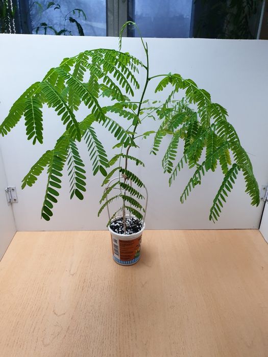 Огненное дерево. Распродажа