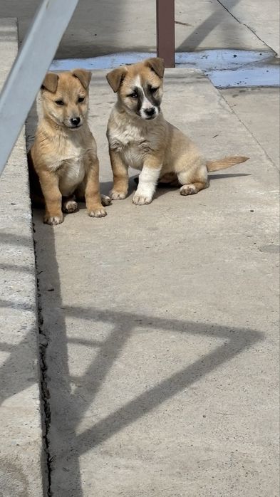 Продам щенка, кабель, дворняжка.