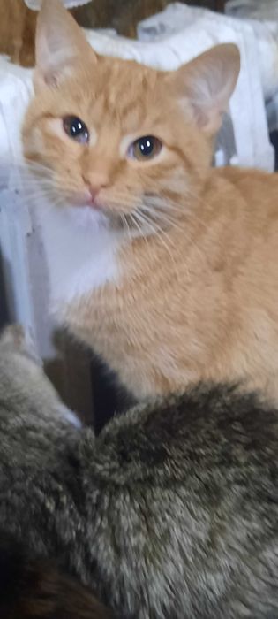 Рыжие котята. Возраст 3 месяца