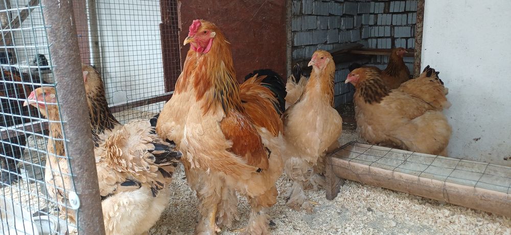 Oua Brahma Columbia Galben Negru