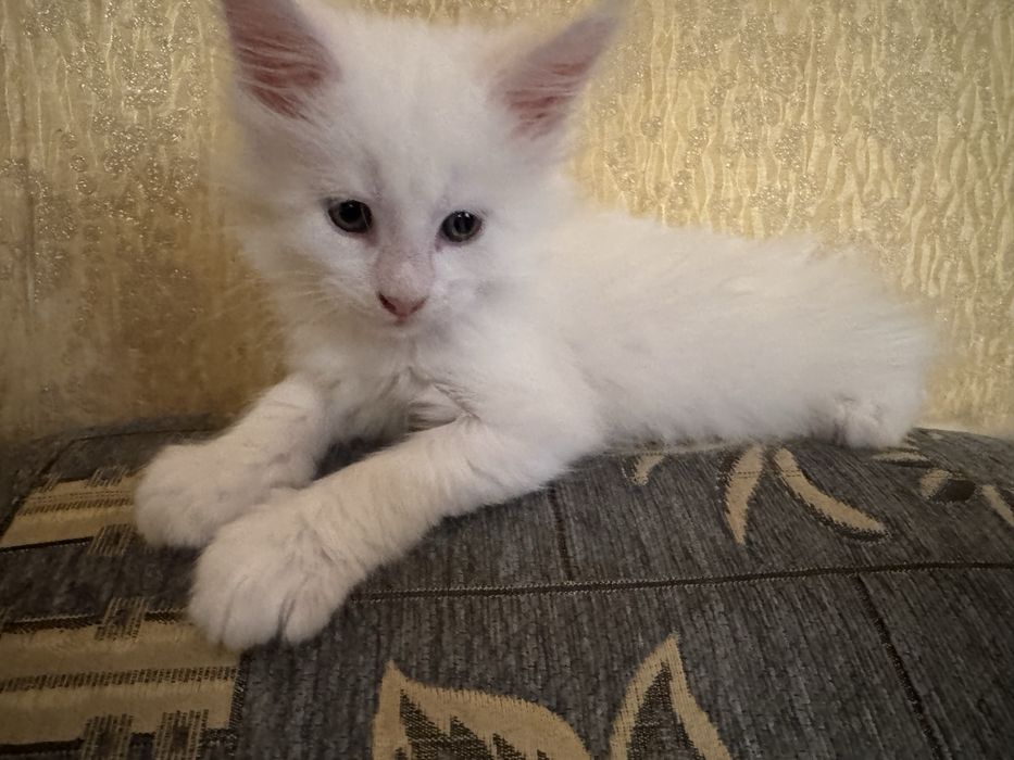 Mushuk bolasi sotiladi maine coon