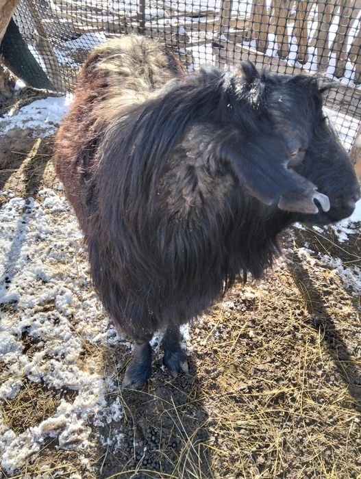 Теке Казел Обмен бар