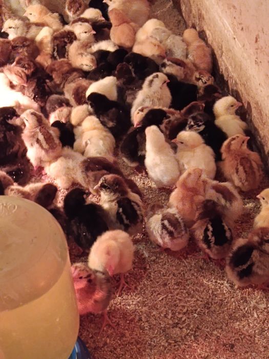 Цыплята микс 6 суток