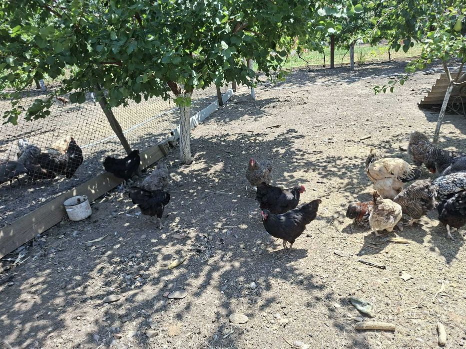 Vand pasari de casa