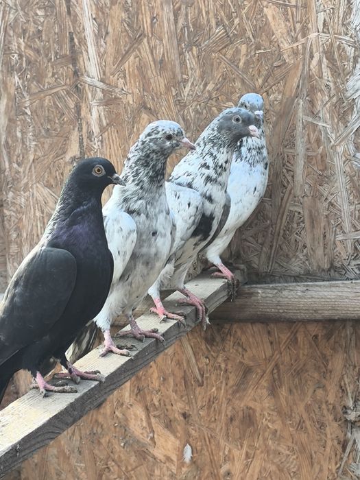 Продаются мрамарные бакинцы