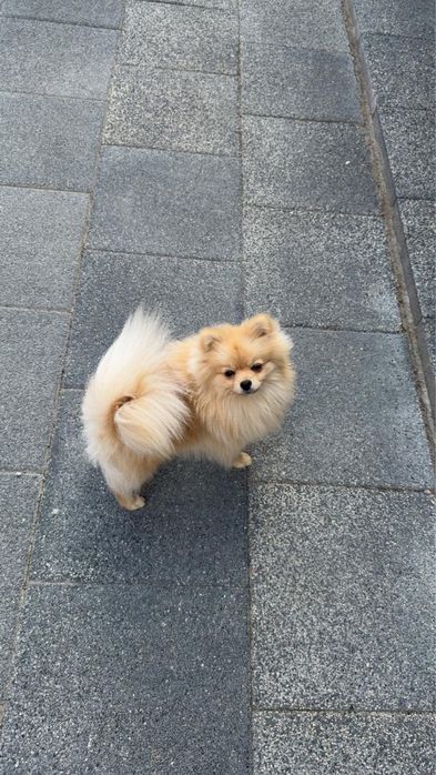 Pomeranian mascul