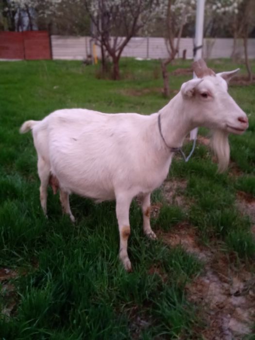 130 000 коза зааненская