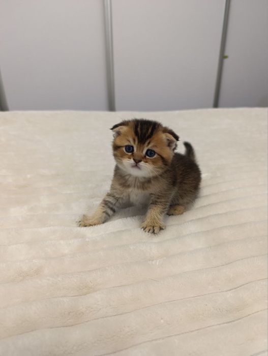 Zalatisti shinshilla sotuvda dastafka bor!!