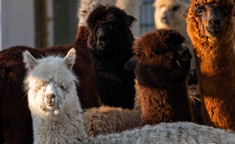 Vând Alpaca tinere și mature