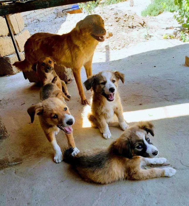 Собаки и щенки в Термезе