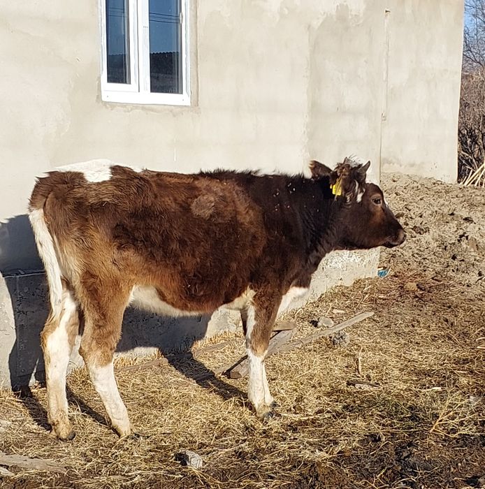 Продам стельную телку