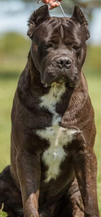 Vand mascul cane corso