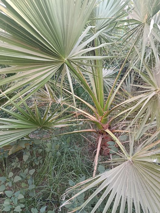 Palma guli sotiladi optim