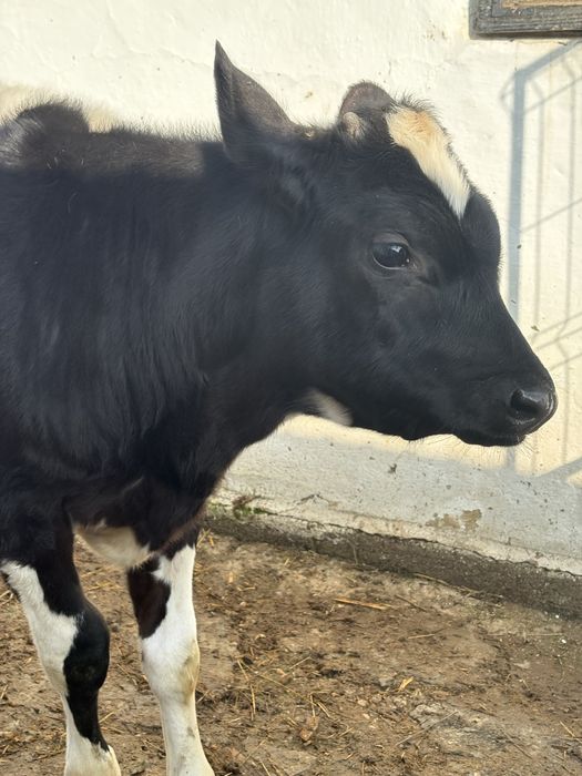 Vitel de vanzare 3luni jumatate