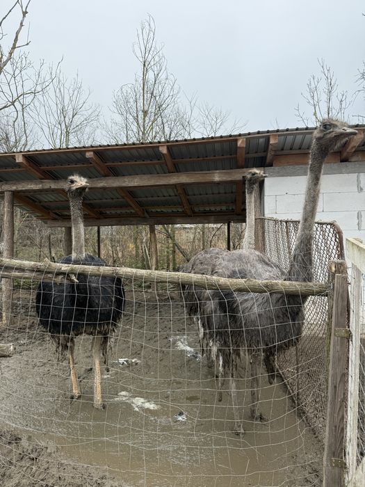 Vand Struti adulti 1 an si 8 luni