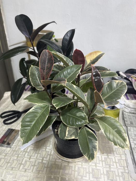 Фикус черный принц  и белиз