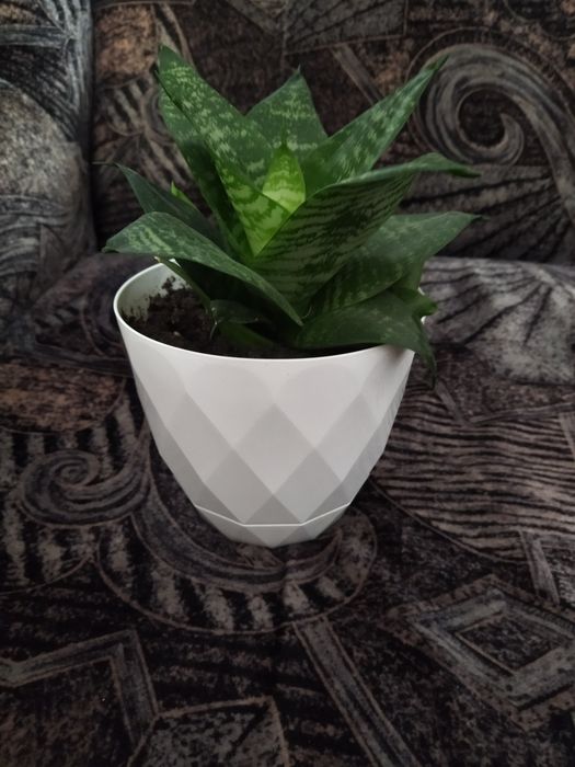 Limba soacrei mini