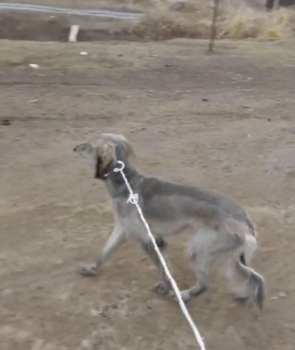 Тазы сатыладыыыы