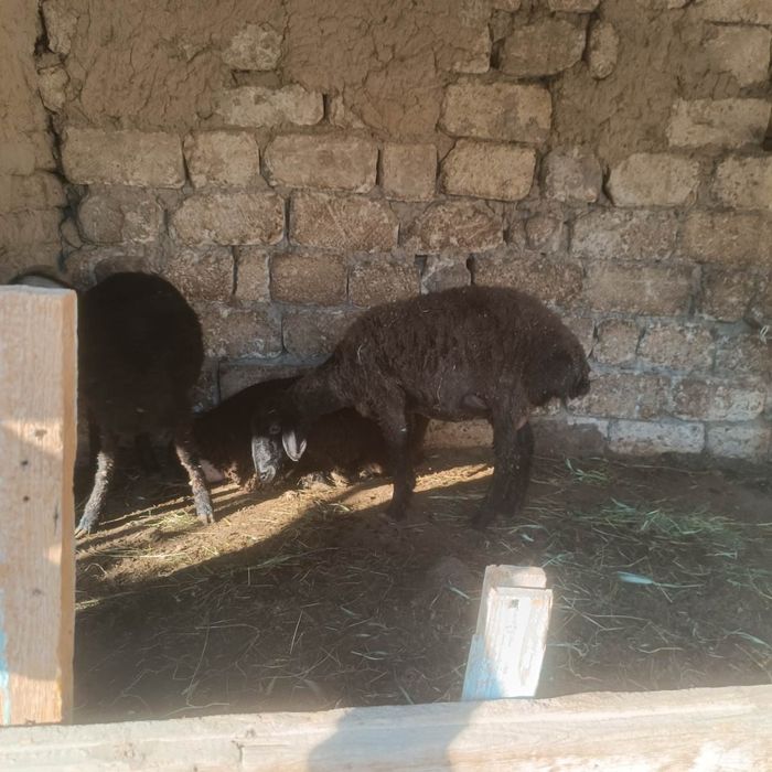 Qoʻy sotiladi keloshilgan holda