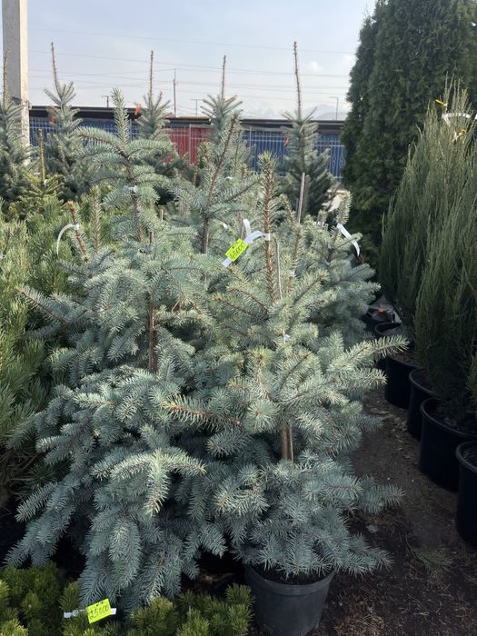 Озеленение городских и частных объектов.