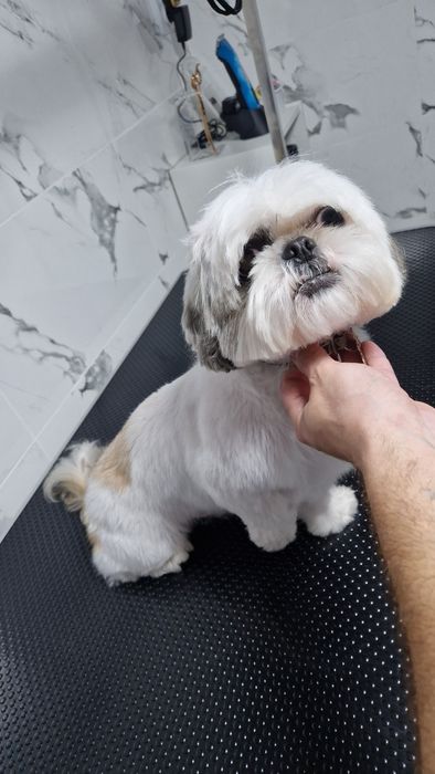 Salon Canin, Glamour Pet Salon