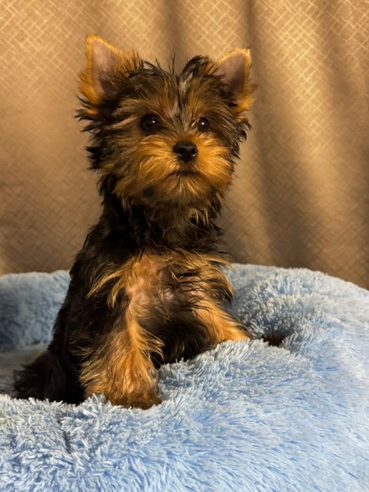 Йоркширский терьер