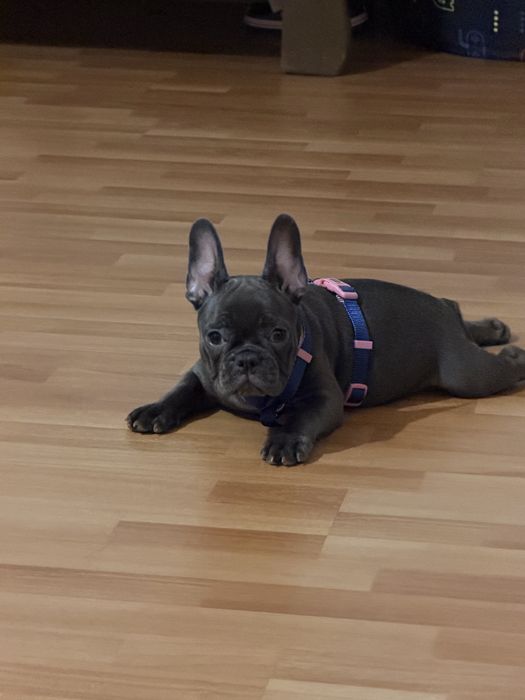 Buldog francez fetita rasa pura