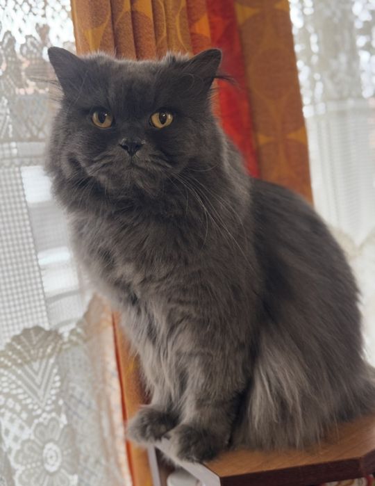 Персииска котка мъжка
