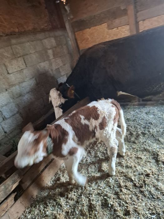 Vand faca baltata romaneasca pe negru cu vitel