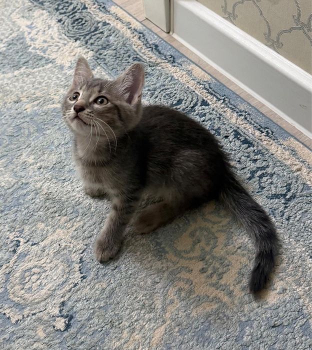 Отдам котят в добрые руки