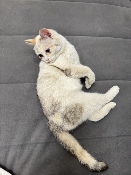 Котенок в добрые руки