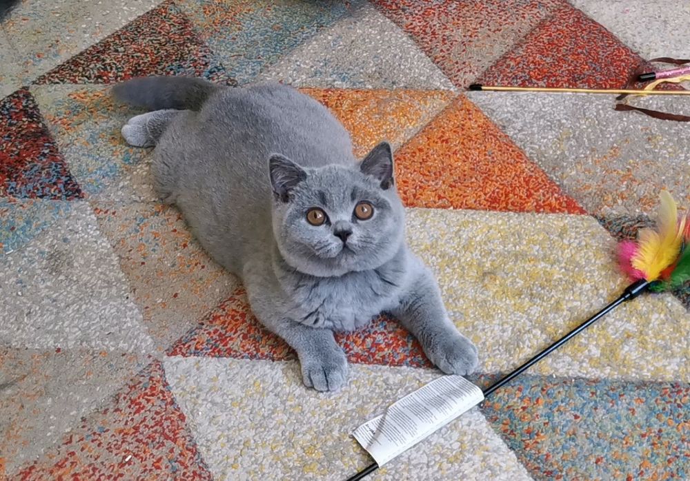British shorthair cu pedigree