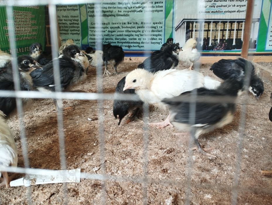 Gigant Jersiy va Adlerskiy Serebriy Zotli Joʻjalar sotuvda.