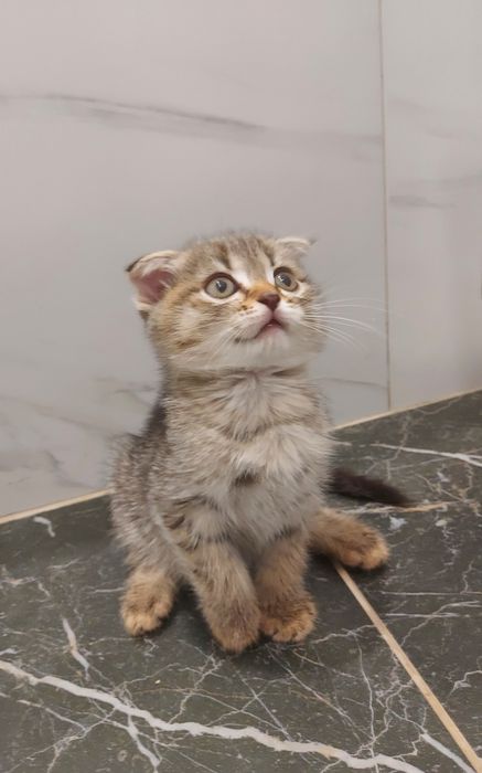 Шотландские котята