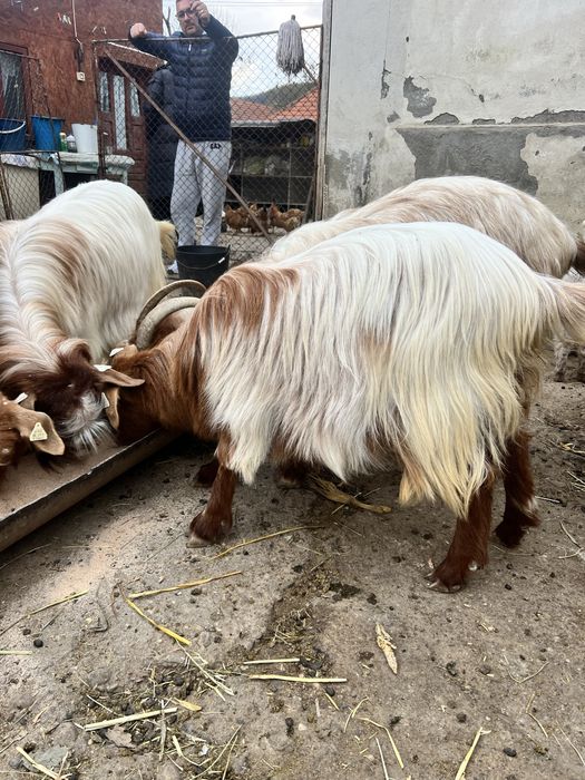 Tap noatin /de carne sau monta