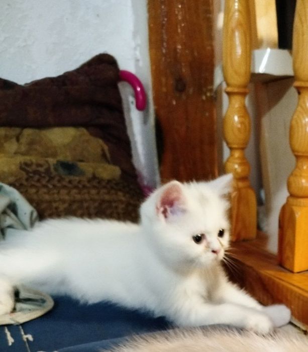 Mushuk bolasi soriladi