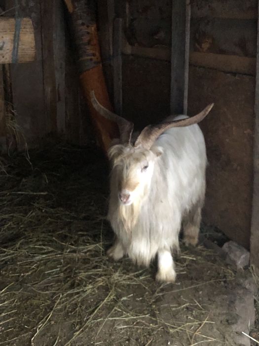 Vand tap de rasa saanen