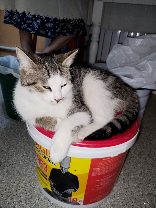 Отдам Котов в добрые руки