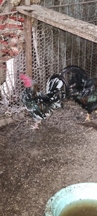 Vând cocoșei pitici