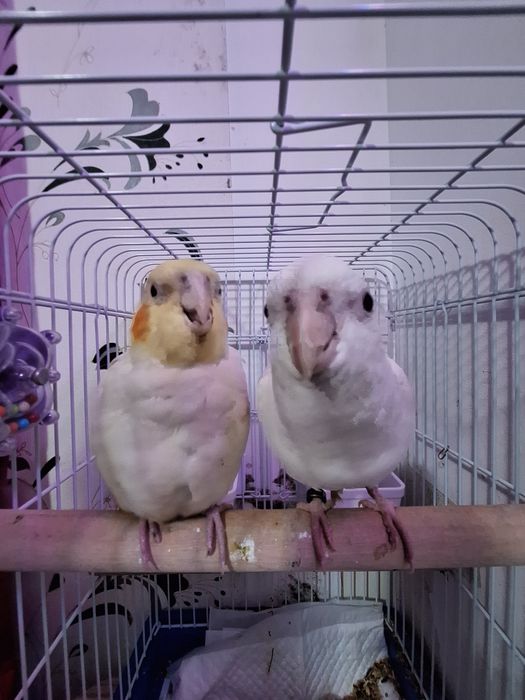 Pereche Papagali Nimfă